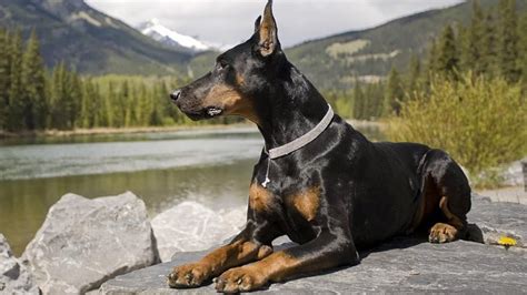 Understanding the Doberman's Unique Traits