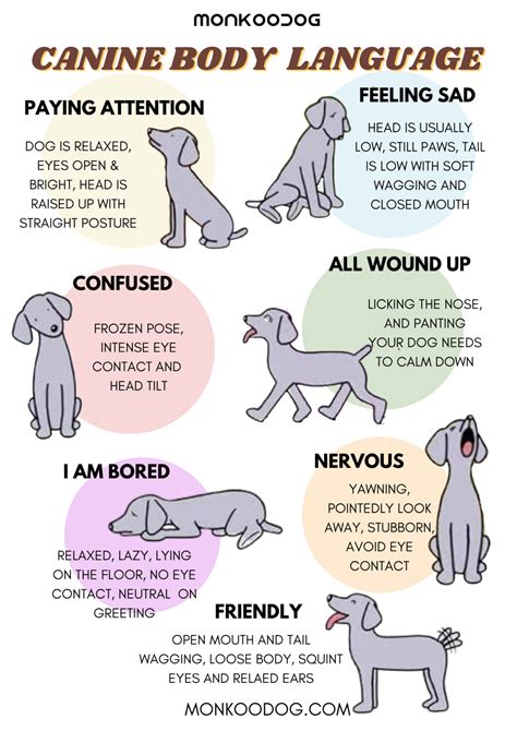 Understanding the Dog's Language: