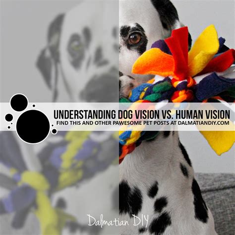 Understanding the Dog's Perspective: