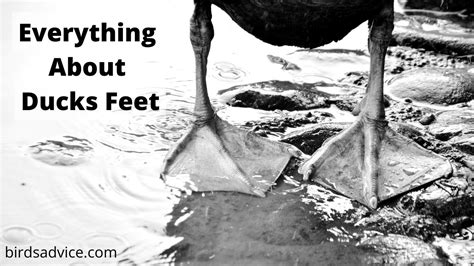 Understanding the Duckfeet Phenomenon