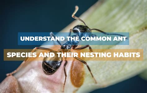 Understanding the Enemy: Ant Species and Behaviors