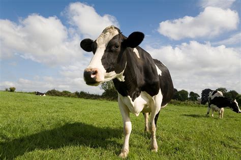 Understanding the Enigma of Crazed Cows: A Comprehensive Guide