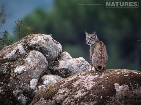 Understanding the Enigmatic and Elusive Iberian Lynx: