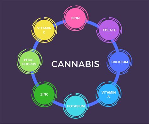 Understanding the Essentials of Cannabis Nutrition