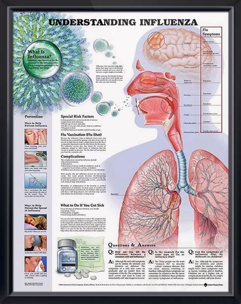 Understanding the Flu