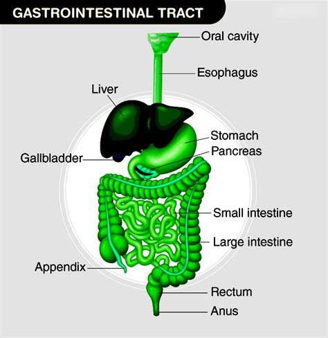 Understanding the Gi