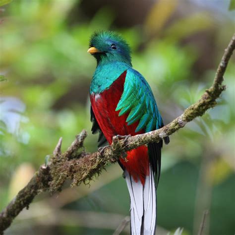 Understanding the Guatemalan Quetzal