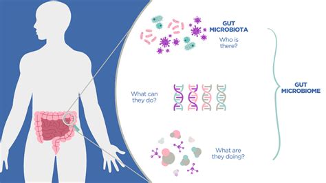 Understanding the Gut Microbiome