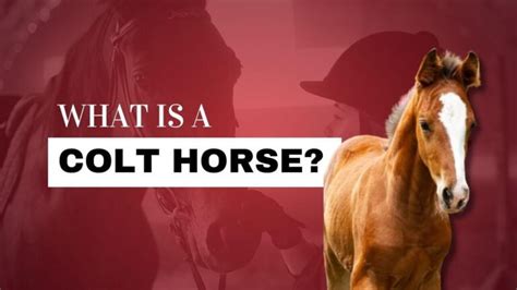 Understanding the Horse's Core Traits