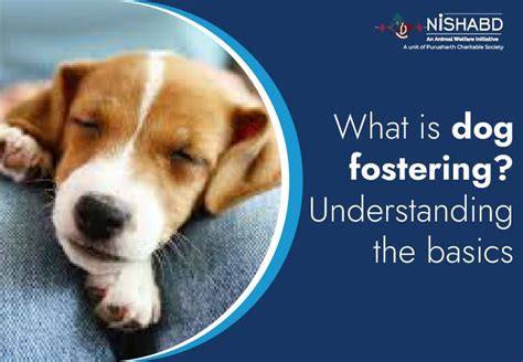 Understanding the Impact of Dog Fostering and Volunteer Work