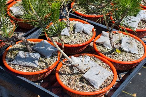 Understanding the Importance of Bonsai Tree Fertilization