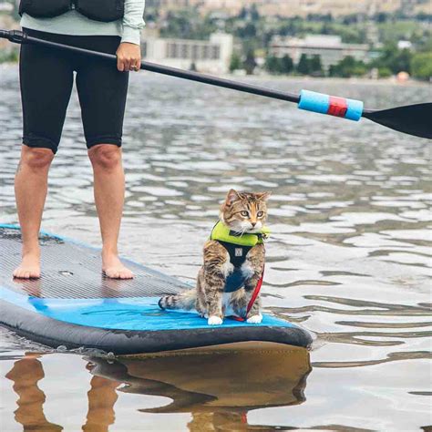 Understanding the Importance of Cat Flotation Vests