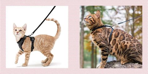 Understanding the Importance of Cat Harnesses