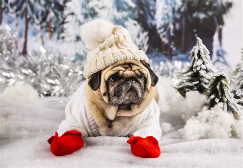 Understanding the Importance of Dog Snow Jackets