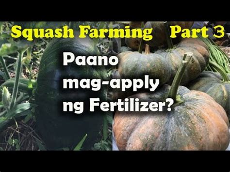 Understanding the Importance of Fertilizing Squash