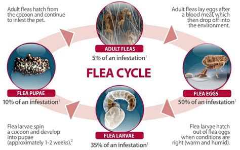 Understanding the Importance of Flea Repellents