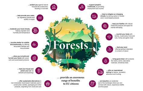 Understanding the Importance of Forests