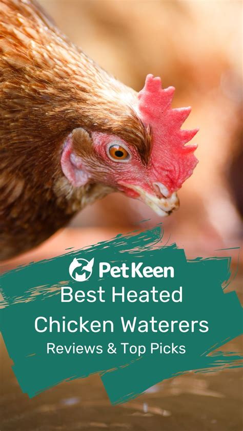 Understanding the Importance of Heated Chicken Water