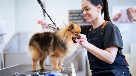 Understanding the Importance of Pet Grooming