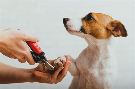 Understanding the Importance of Regular Nail Trimming