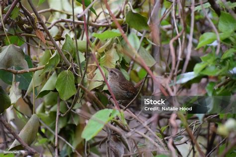 Understanding the Ivy Wren Leak