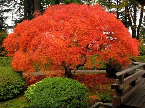 Understanding the Japanese Maple's Nutritional Needs