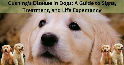 Understanding the Lifespan of Dogs with Cushing's Syndrome