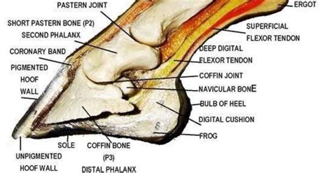 Understanding the Maloof Hoof: A Comprehensive Guide