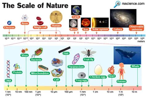 Understanding the Microscopic Scale