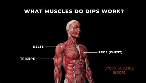 Understanding the Muscles Involved in Dips: A Comprehensive Guide to Optimal Performance