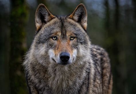 Understanding the Nature of Wolf Stocks