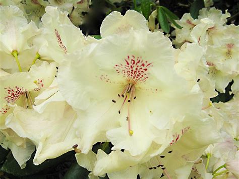 Understanding the Needs of Rhododendrons