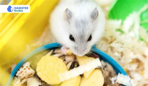 Understanding the Needs of Your Hamster