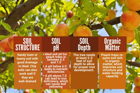 Understanding the Nutrient Needs of Peach Trees