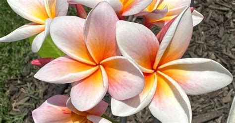 Understanding the Nutrient Requirements of Plumerias