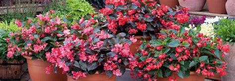 Understanding the Nutritional Needs of Begonias