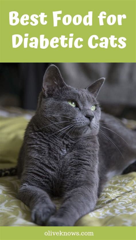 Understanding the Nutritional Needs of Diabetic Cats