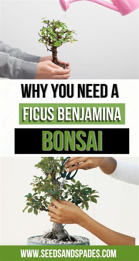 Understanding the Nutritional Needs of Ficus Benjamina