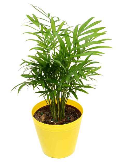 Understanding the Nutritional Needs of Indoor Palm Plants