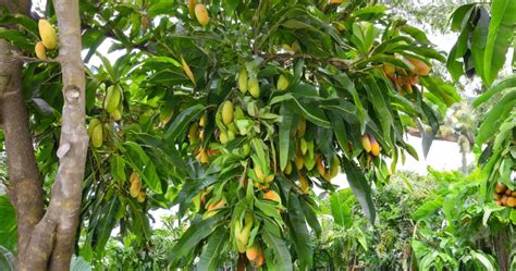 Understanding the Nutritional Needs of Mango Trees