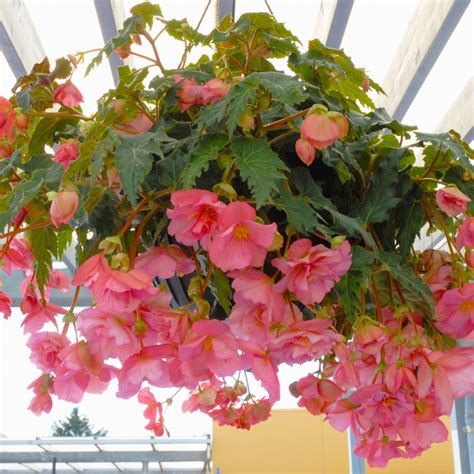 Understanding the Nutritional Needs of Pendula Begonias