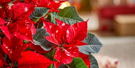 Understanding the Nutritional Needs of Poinsettias