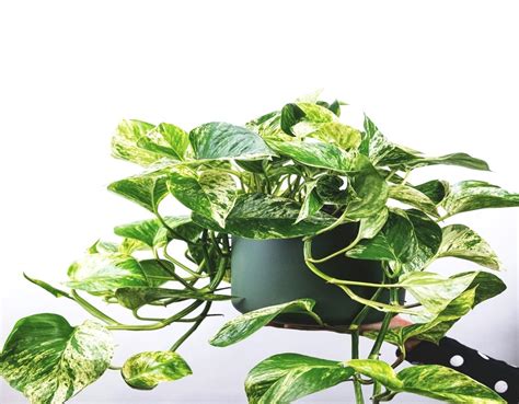 Understanding the Nutritional Needs of Pothos