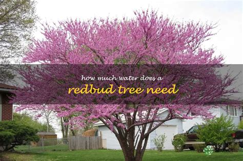 Understanding the Nutritional Needs of Redbuds