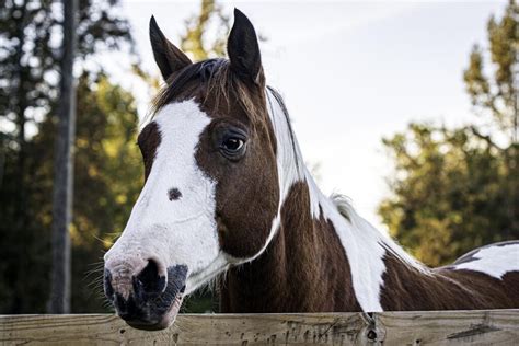 Understanding the Nutritional Needs of Senior Horses