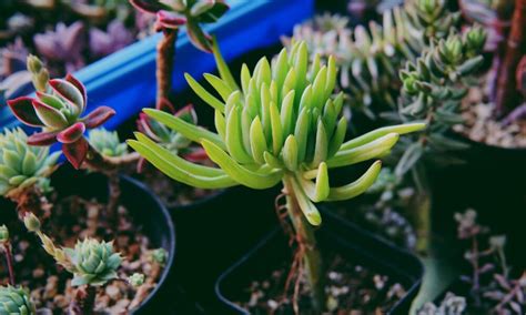 Understanding the Nutritional Requirements of Succulents