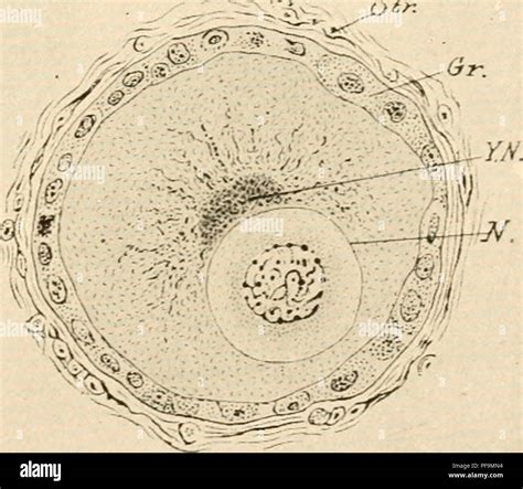 Understanding the Origin and Evolution of OVAs