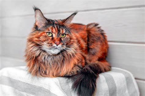 Understanding the Plight of Main Coon Cats