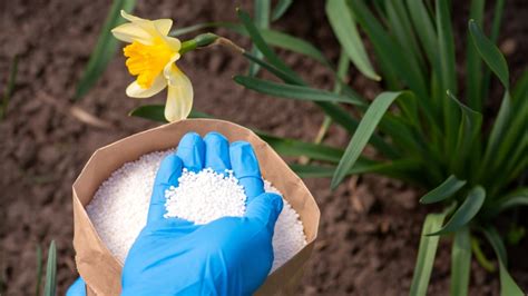 Understanding the Power of Flowering Fertilizer