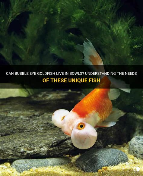 Understanding the Prevalence and Impact of Goldfish Eye Bubble